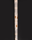 Ivory walking stick (elephant tusk)CAN1008