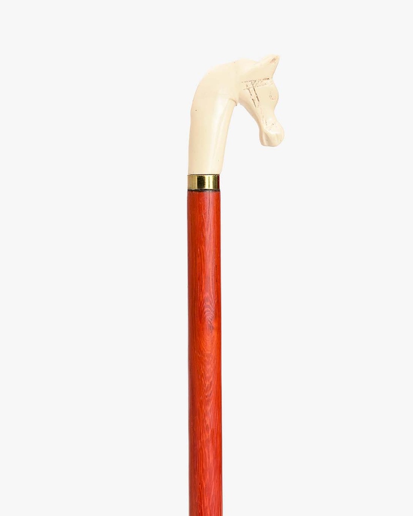 Horsehead walking stick CAN1052